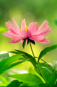 芍药花