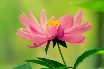 芍药花