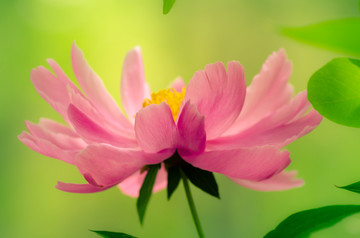 芍药花