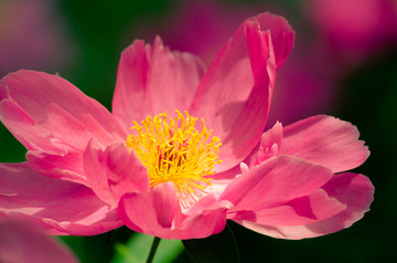 芍药花