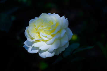 月季花