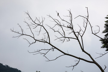 枯枝和一只鸟