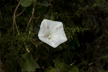 牵牛花