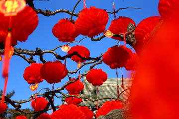 春节蓝天树梢挂满红灯笼