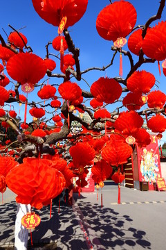 春节蓝天树枝红灯笼