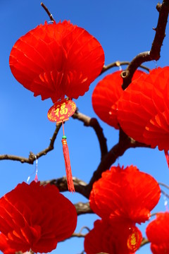 春节蓝天树枝红灯笼
