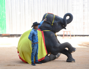 大象表演 驯象表演 大象演出