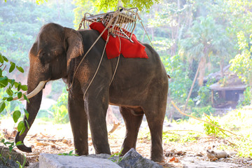 泰国大象 野象