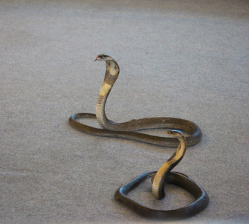 眼镜王蛇 眼镜蛇 驯蛇表演