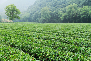 龙井茶园