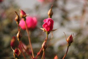 美丽 花束 光晕