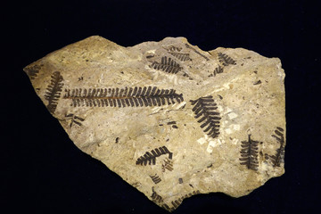 栉羊齿 化石