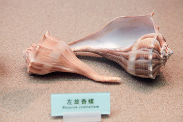 海螺 海贝 左旋香螺