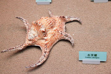 海螺 海贝 水字螺