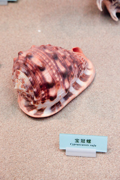 海螺 贝壳 宝冠螺