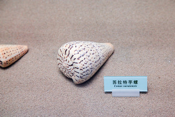 海螺 贝壳 苏拉特芋螺