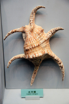 海螺 贝壳 水字螺