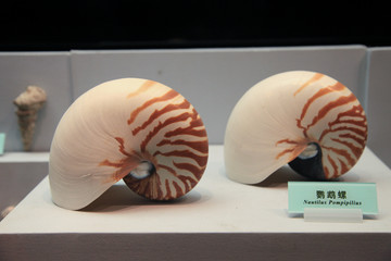 海洋生物 鹦鹉螺