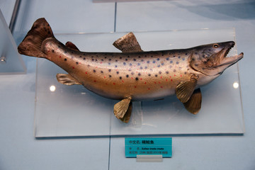 海鱼标本 海洋馆 自然博物馆