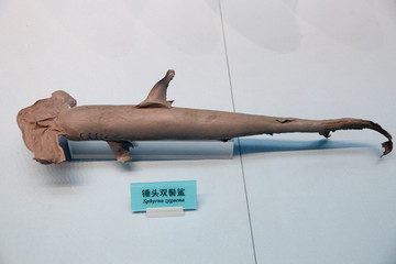 海鱼标本 锤头双鳍鲨