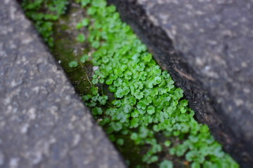 天胡荽