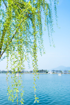 玄武湖公园春景