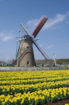 有风车的郁金香花田