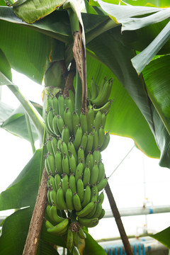 香蕉 香蕉园 香蕉种植 青香蕉