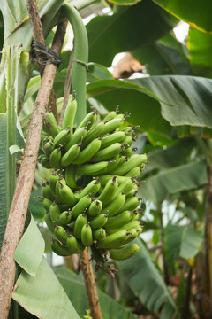 香蕉 香蕉园 香蕉种植 青香蕉