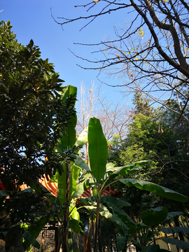 芭蕉叶