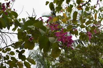 开满花