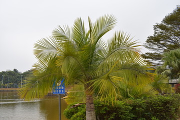 小型棕榈树