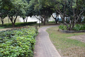 林荫小路