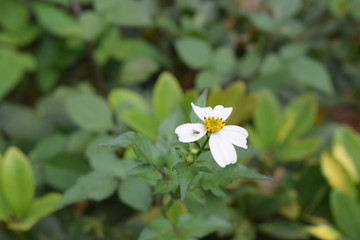 小野菊