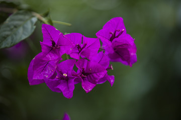 紫色三角梅