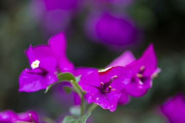 紫色三角梅