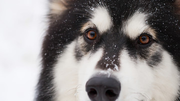 阿拉斯加雪橇犬