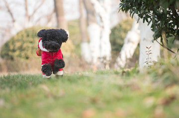 泰迪犬