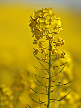 油菜花