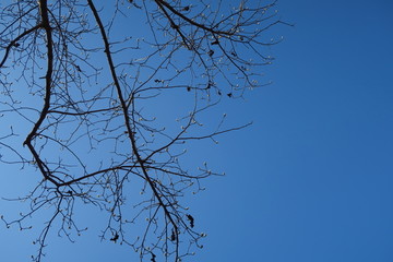 蓝天背景枯树枝