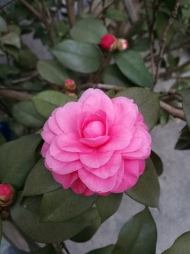 茶花