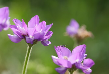 紫花