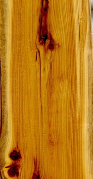 木纹 树干剖面纹理