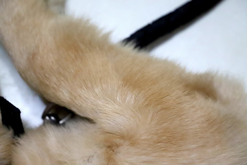 金毛犬毛发狗毛特写