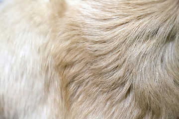 金毛犬毛发狗毛特写
