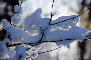 压雪的树枝