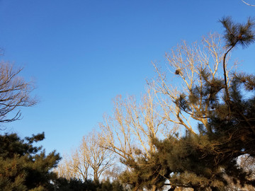冬天 蓝天 树枝