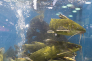 汪刺鱼