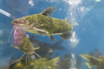汪刺鱼