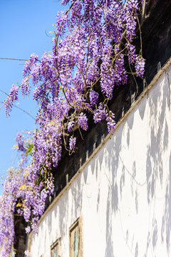 紫藤花与白墙